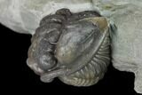 Wide Enrolled Flexicalymene Trilobite - Mt Orab, Ohio #133914-4